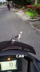 This biker’s kind act saved a helpless cat stuck in a can ❤️ #rescue #cat