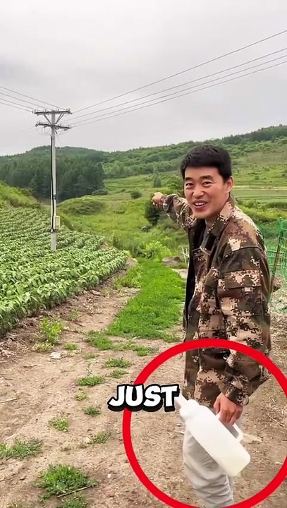 Every day, this man and his calf share a moment of pure joy ❤️ #calf