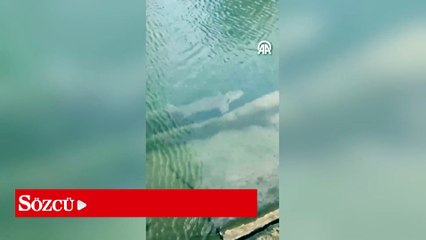 Nesli tükenmek üzereydi: Meriç Nehri'nde yakalandı