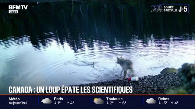 Canada: un loup sidère les scientifiques en remontant un piège à crabes pour se nourrir