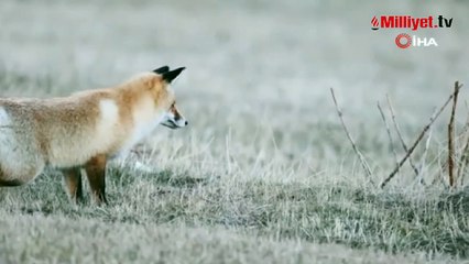 Ardahan’da kızıl tilkinin fare avı