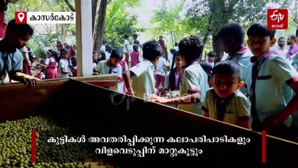 'ഒരു വട്ടം കൂടി' ഓർമകളുണർത്തി നെല്ലിക്ക വിളവെടുപ്പ് ഉത്സവം; നാലിലാംകണ്ടം യുപി സ്കൂളിൻ്റെ 22 വർഷമായുള്ള ആഘോഷം