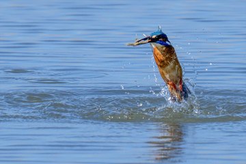 Fotoğrafçılar akın ediyor! “Kuş Cenneti”nden renkli kareler...