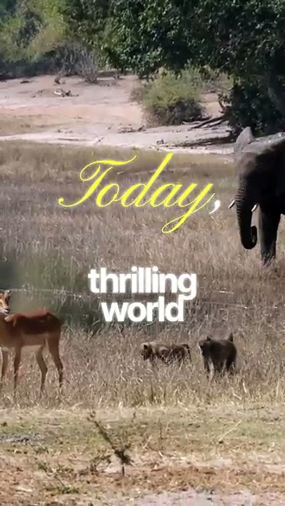 Expert Warns of DEADLY Wildlife Encounters While Traveling