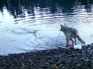 Wissenschaft erstaunt: Clevere Wölfin klaut Fisch aus einer Falle