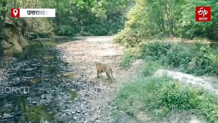 सर्दियां आते ही खूंखार हो जाते हैं वन्यजीव, जानिए बिहेवियर चेंज की वजह