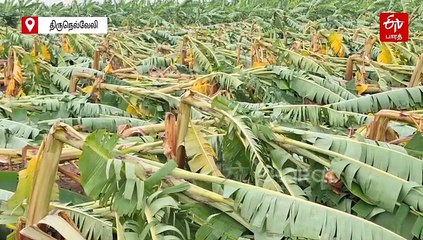 கனமழையில் லட்சக்கணக்கான வாழை மரங்கள் சேதம் - விவசாயிகள் வேதனை!