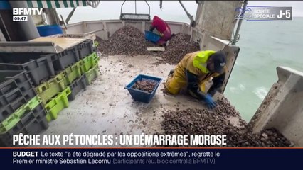 Pêche aux pétoncles: un démarrage morose après trois ans d'interdiction