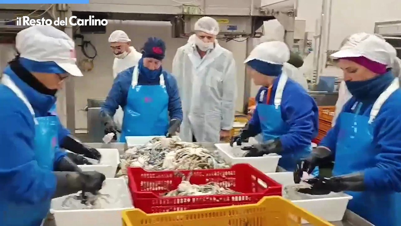 Come si lavora il granchio blu? La visita del ministro Lollobrigida a Goro