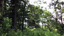 LL11