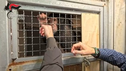 Scimpanzé illegalmente detenuto in un appartamento a Catania: gravemente ferito, viveva legato a una catena in uno spazio angusto