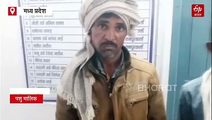 रामपुर घाटी में चीते का खूनी खेल!, घर में घुसकर 16 भेड़-बकरियों के बच्चों का किया शिकार