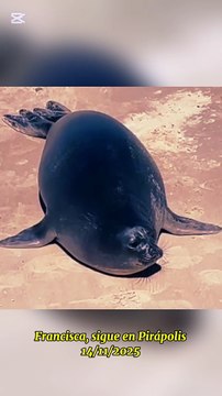Francisca, la elefante marino, sigue por Piriápolis, Uruguay 14/11/2025
