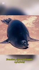 Francisca, la elefante marino, sigue por Piriápolis, Uruguay 14/11/2025