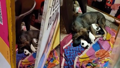 Viral Video: Street Dog Tenderly Feeds Puppies Inside Public Feeding Stall