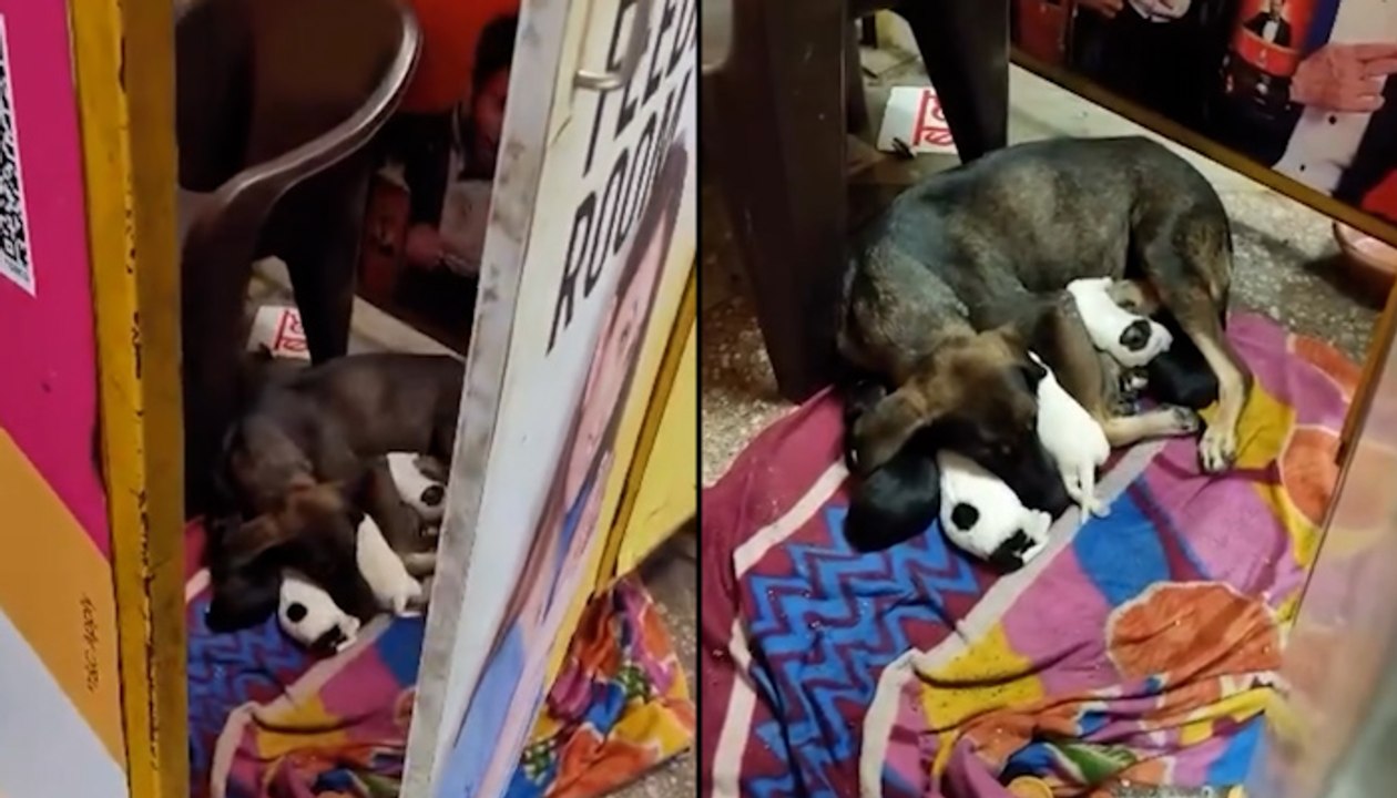 Viral Video: Street Dog Tenderly Feeds Puppies...