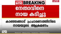 കാസർകോട് കാഞ്ഞങ്ങാട് തെരഞ്ഞെടുപ്പ് പ്രചാരണത്തിനിറങ്ങിയ കോൺഗ്രസ് നേതാവിനെ നായ കടിച്ചു