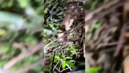 Onça-parda é resgatada após invadir quintal de residência em Paiçandu