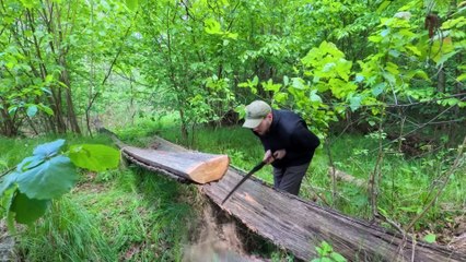 Building a Сozy Shelter Under an Oak Root. Survival, Bushcraft - Polissya Bushcraft