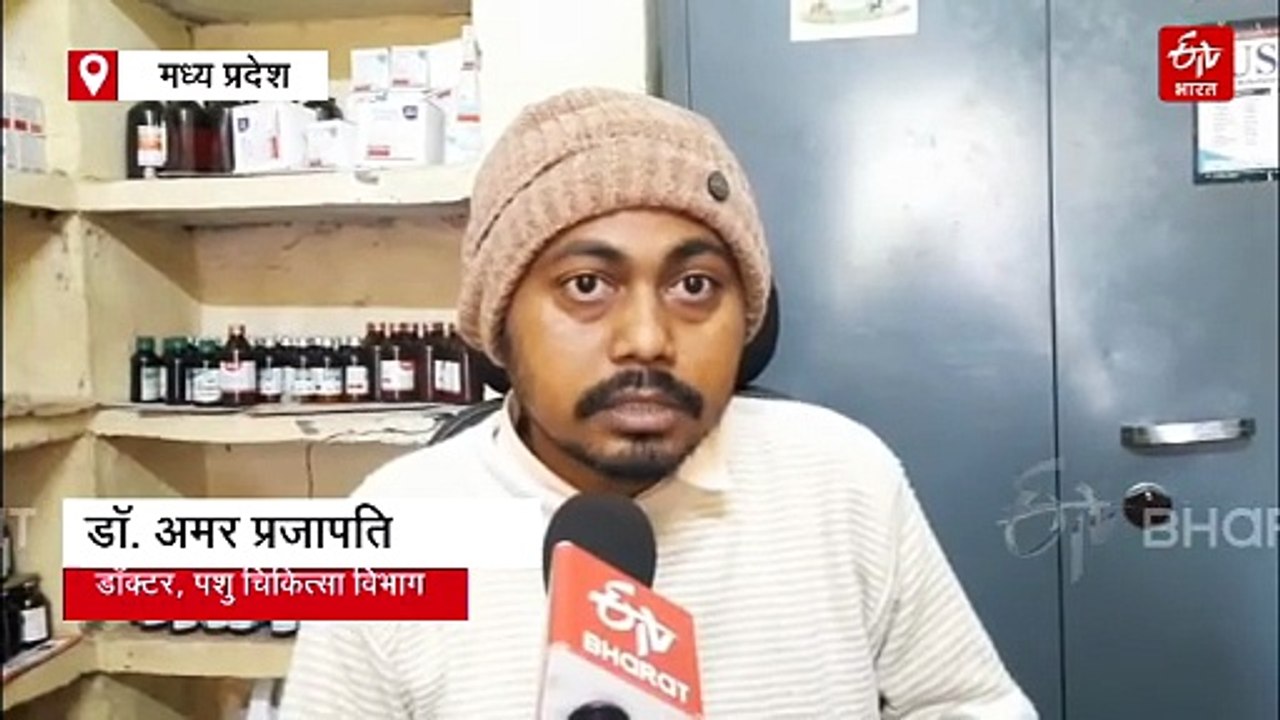 दमोह में मौत बनकर दौड़ा लंपी वायरस, गौशालाओं मे...