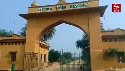 सरिस्का के बफर रेंज में एसटी 9 व एसटी 2304 की जुगलबंदी कर रही सैलानियों को रोमांचित