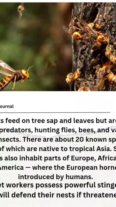Hornets are social insects that build papery nests  . Each colony revolves around a queen, the only reproductive female. The majority of the population consists of sterile female workers  Males,  have one purpose — to mate with the queen