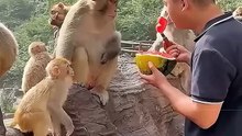 This Monkey Squad Demanded Watermelon, Not Bananas!