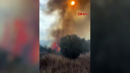 Aydın’da orman yangını! Rüzgarın etkisiyle alevler kontrolden çıktı