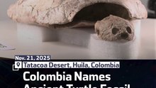 Colombia Names Ancient Turtle Fossil After Shakira