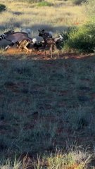 A pack of African painted dogs rip open an oryx 🔥