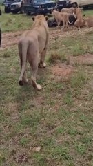 Safari Tourists Capture Once-in-a-Lifetime Money-Back Moments 🔥