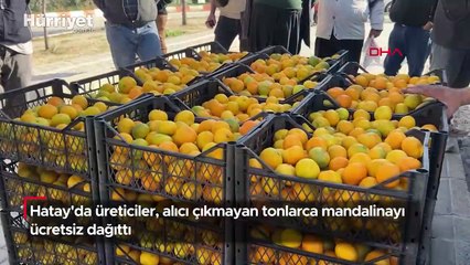 Hatay'da üreticiler, alıcı çıkmayan tonlarca mandalinayı ücretsiz dağıttı