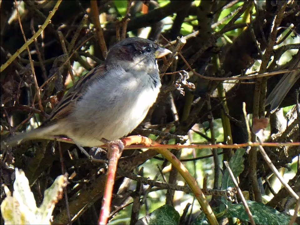 Oiseaux