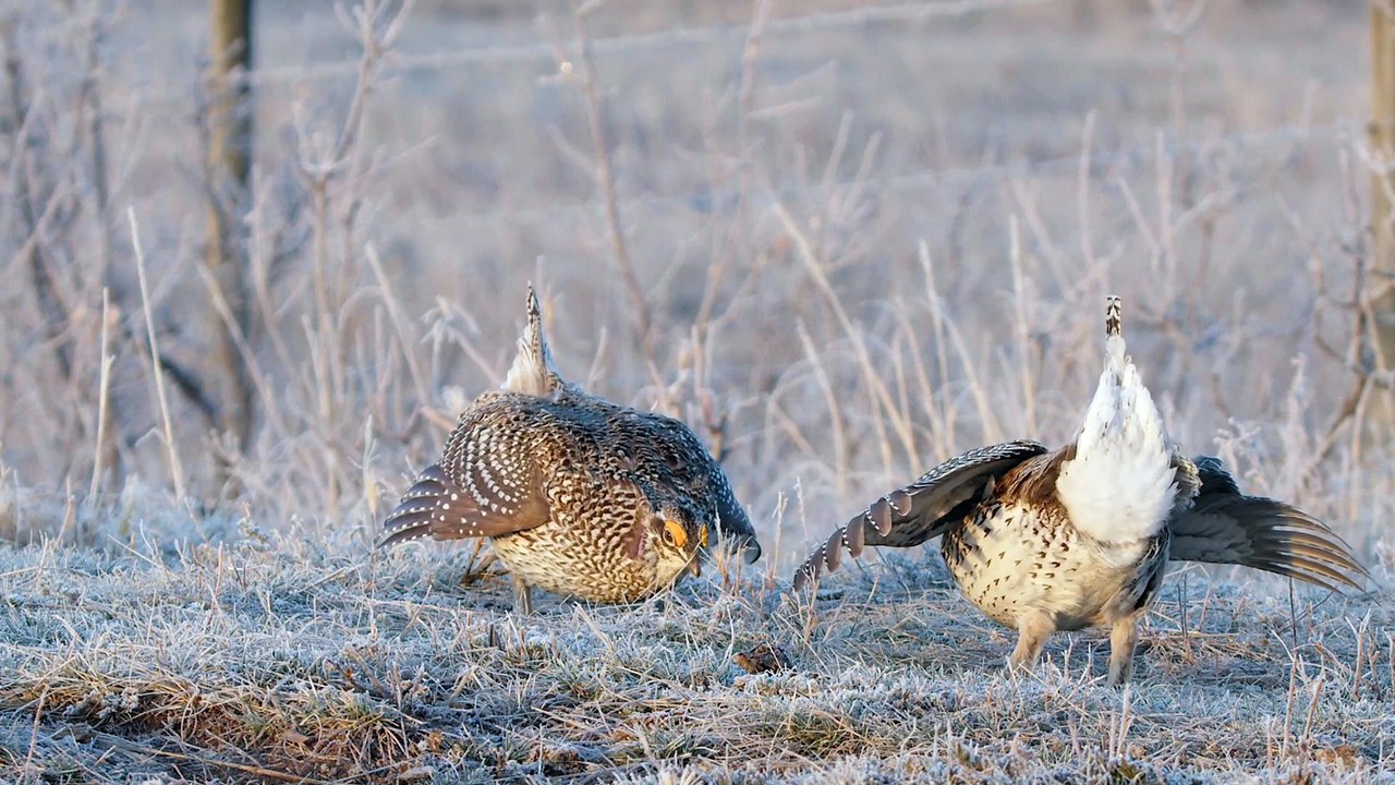 Frosty pre-dawn pull focus between two sharp-tailed grouse on prairie