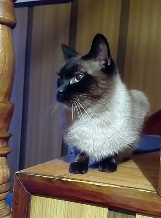 This Cat Has Something to Say! 😸💬 #cats #FunnyCats #CuteCats #ViralCats #Trending #fyp #animals #meow