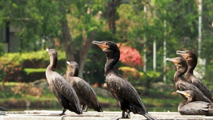 Great Cormorants phalacrocorax carbo drying wings and preen feathers seoul - South korea