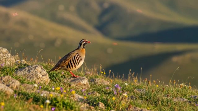 Chants d’oiseaux en forêt 🌲🕊️ | Relaxation profonde & nature apaisante #chantsdoiseaux #sonsdelanature
