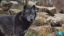 L'intelligence insoupçonnée des loups intrigue les scientifiques