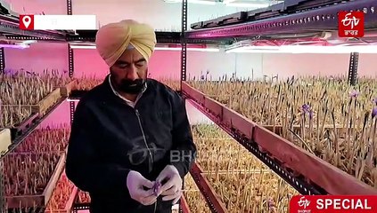 ਕਸ਼ਮੀਰੀ ਕੇਸਰ ਦੀ ਖੇਤੀ ਨਾਲ ਪੰਜਾਬ ਦਾ ਇਹ ਕਿਸਾਨ ਕਮਾ ਰਿਹਾ ਲੱਖਾਂ ਦਾ ਮੁਨਾਫ਼ਾ, ਜਾਣੋ ਕਿਵੇਂ