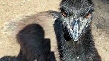Australian emu bird