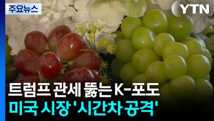 트럼프 관세 뚫는 K-포도, 미국 시장 '시간차 공격' / YTN