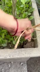 Harvesting Fresh Garlic from My Terrace Garden Pots 🧄