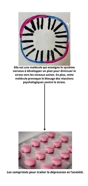 Une molécule de circARN pour traiter l’anxiété