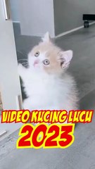 This Cat Is Too Cute to Handle