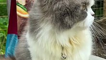 Adorable Munchkin Cat Making Cute Sounds | Tiny Legs, Big Personality!