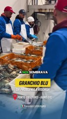 Lollobrigida - Tra ieri e oggi sono stato a Goro e Scardovari (22.11.25)