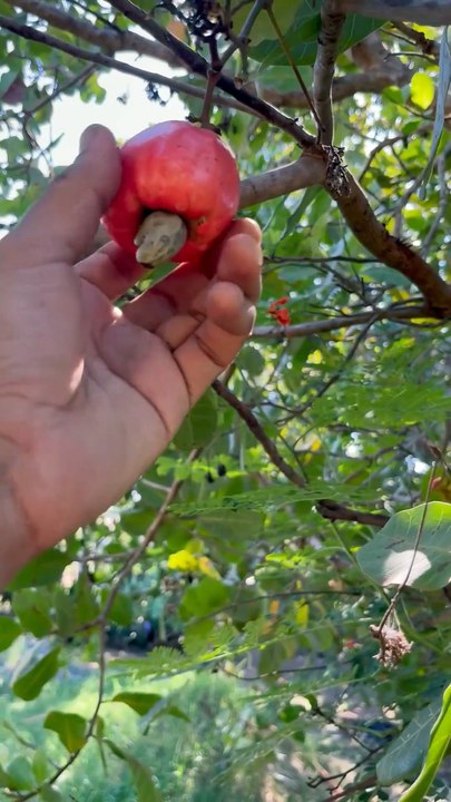 Cashew Nuts Health Benefits Why Cashews Are So Good for You Amazing Benefits of Cashew Nuts Cashews for Energy, Skin & Heart Health Healthy Snacking: Benefits of Cashews Cashews: A Superfood You Should Eat Top Benefits of Eat Reacts | DIY videos | crafts