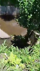 Veja vídeo! Barulhos misteriosos em duto pluvial levam bombeiros a resgate surpreendente em Curitiba