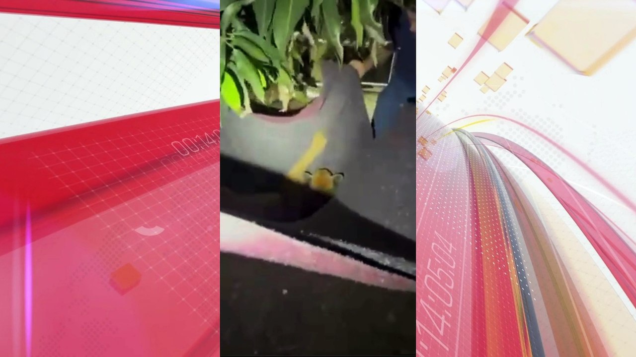 Onça-parda é resgatada no centro de cidade do PR; veja o vídeo