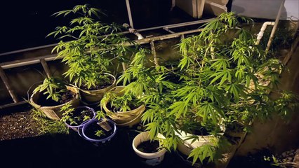 FOUR GUNS, AMMO & DRUGS SEIZED